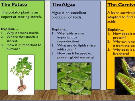 KS4 8 3 How Plants Use Glucose Teaching Resources