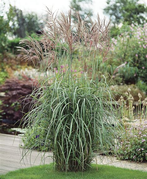 Miscanthus Sinensis ‘silberfeder Decograsses