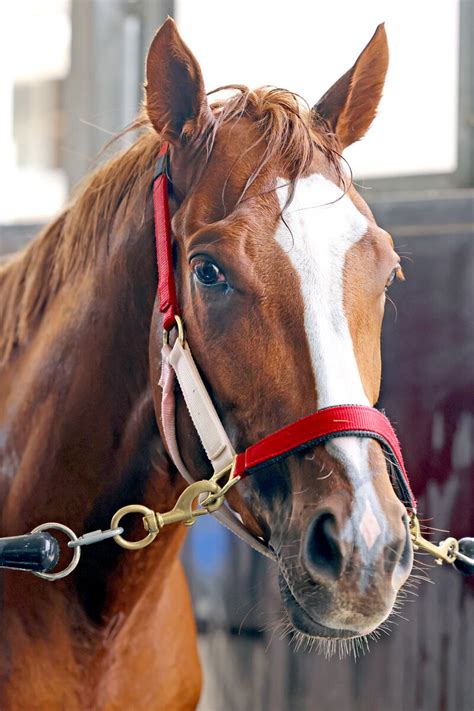 【日本ダービー】坂井瑠星騎手が騎乗したシンエンペラー3着 外国産馬の初vならず スポーツ報知