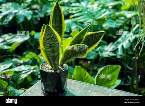 Tropical ornamental plants. Potted plants. Snake Plant (Sansevieria ...