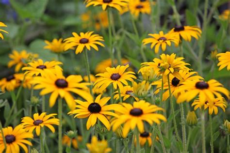Rudbeckias for autumn colour