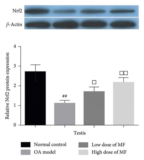 Western Blot Analysis Of The Nrf Protein Expression In The Rat