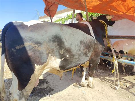 القاهرة 24بيتصوروا معاه سيلفي أغلى عجل في مصر وزنه طن ونصف في سوق