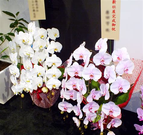 御祝胡蝶蘭ピンク3本立｜茨城県水戸市の花屋さんは有限会社 花咲