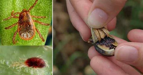 Minuscules Insectes Noirs Qui Ressemblent Des Graines De Pavot