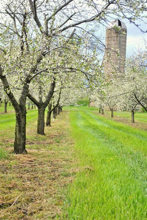 Orchards In Bloom Bloom Orchard Pink Blossom