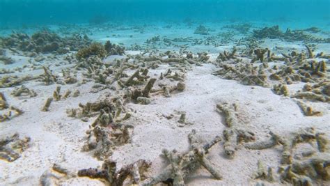 How Climate Change Affects Coral Reefs