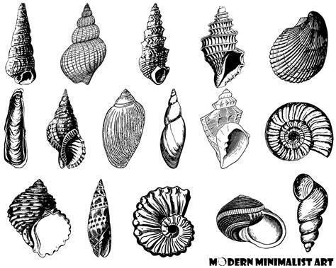 Pngs Vintage Seashells Seashells Clipart Silhouettes