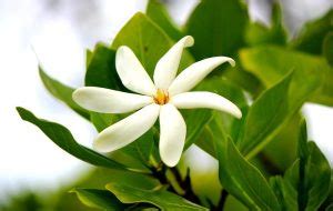 El excepcional aceite de Monoi de Tahití el mejor secreto de belleza