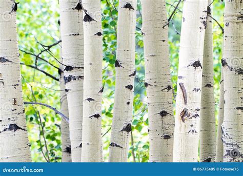 Aspen Tree Trunks White Bark Forest Stock Image Image Of Nature