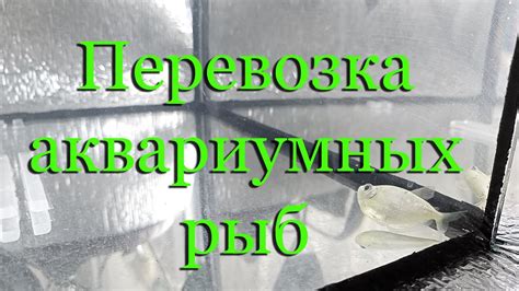 Транспортировка аквариумных рыбок. Переезд аквариума. - YouTube