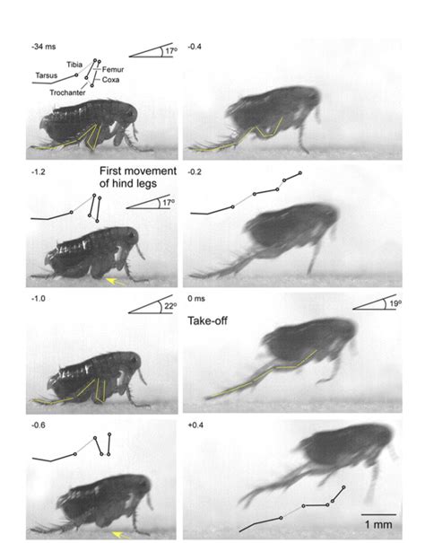 Solved Consider the images of a jumping flea. | Chegg.com