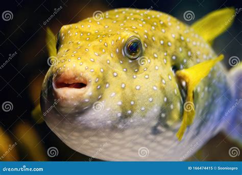 Yellow Balloon Fish Inflated In A Marine Aquarium Stock Image Image