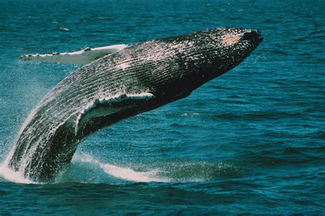 Types Of Whales - The Cape May Whale Watcher