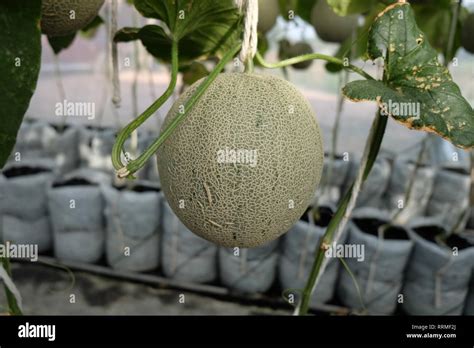 Los jóvenes japoneses germinado de melones o verde melón cantaloupe