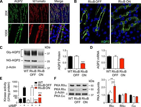 Expression Of A Dominant Negative PKA Mutation In The Kidney Elicits A