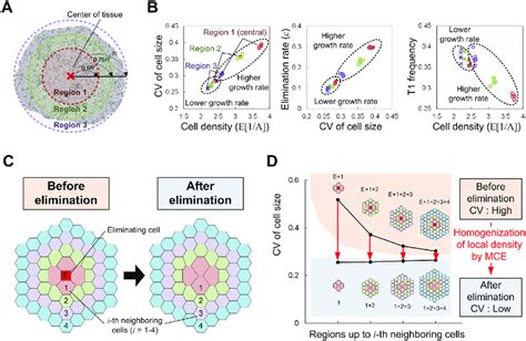 Relationship Between Spatial Heterogeneity In Cell Density And Mce A