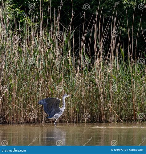 Grey Heron in habitat stock image. Image of beak, animal - 120487745