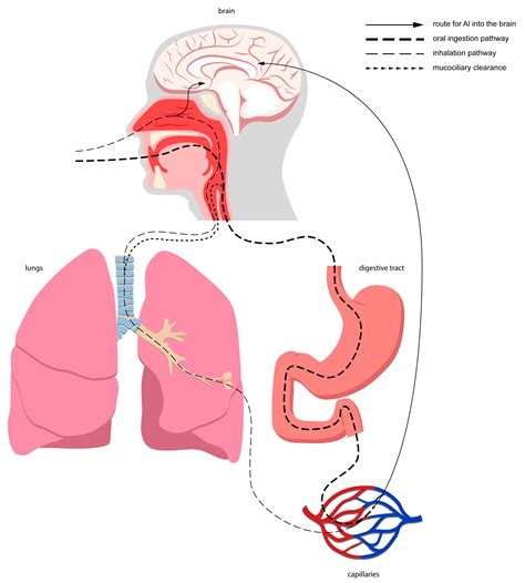 Ijms Free Full Text Aluminium In The Human Brain Routes Of