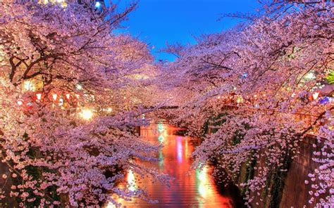 landscape, Cherry Blossom Wallpapers HD / Desktop and Mobile Backgrounds