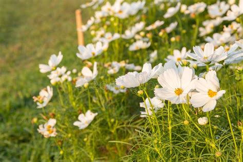 C Sulphureus Cav Ou Cosmos Do Enxofre Flor Foto De Stock Imagem De