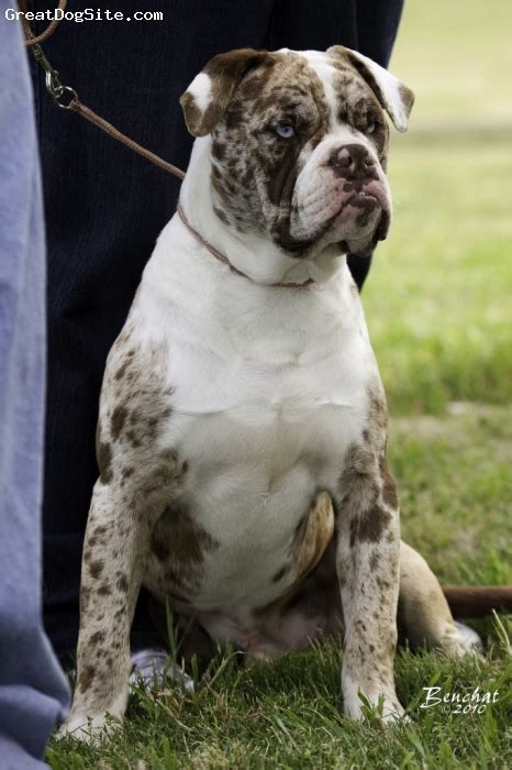 A Photo Of A 1 Year Old Chocolate Merle Alapaha Blue Blood Bulldog