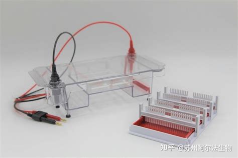 Western Blot实验中天能电泳槽的作用是什么 知乎