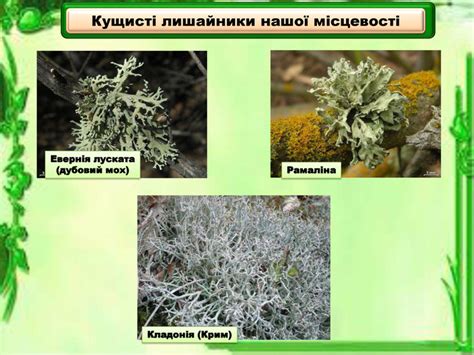 Презентація "Лишайники"