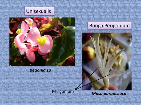 Ppt Morfologi Tumbuhan Jenis Dan Bagian Bunga