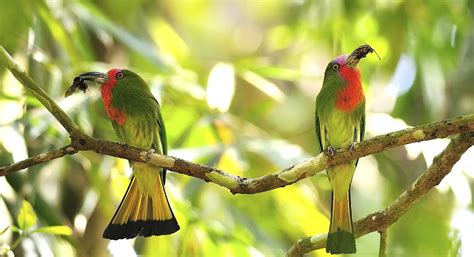 The Birds of Borneo: A Journey Through Sabah | Jacada Travel