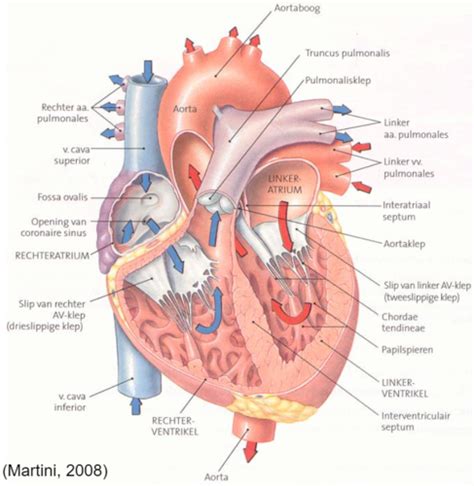 HC Bouwplan Circulatiestelsel Flashcards Quizlet