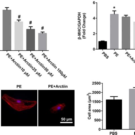 Effects Of Arctiin On Hypertrophy Of Myocytes A Real Time PCR