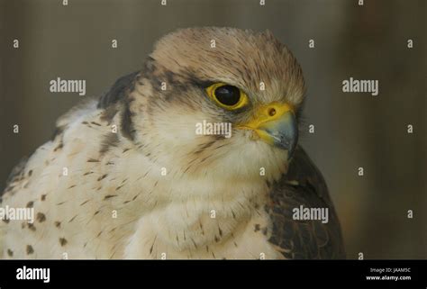 birds of prey - lanner falcon Stock Photo - Alamy