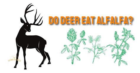 Do Deer Eat Alfalfa