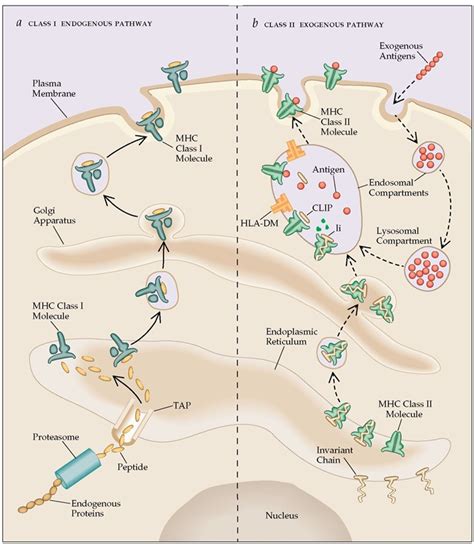 Antigen processing and presentation by MHC molecules - Online Science Notes