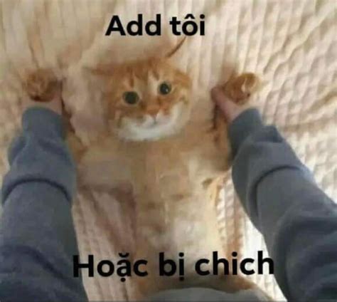Mèo nấp sau cánh cửa giơ ngón tay fuck Ảnh Meme Hài Hước Meme Chúa