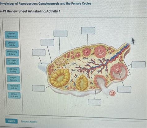 Art Labeling Activity Oogenesis Mahnoorislah