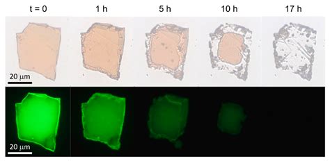 Long Term Stabilization Of Two Dimensional Perovskites By Encapsulation
