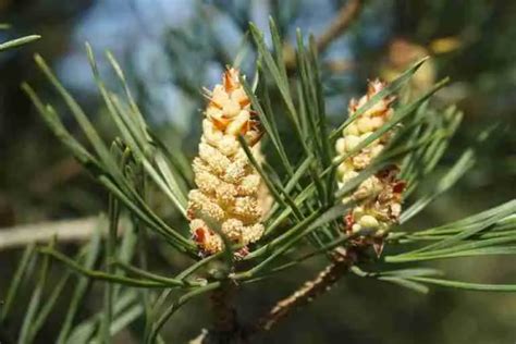 Pino silvestre Pinus sylvestris Botanica proprietà e usi