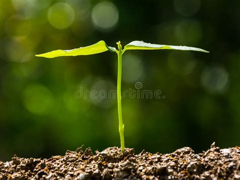 Broto Verde Que Cresce Da Semente Foto De Stock Imagem De Mola Vida