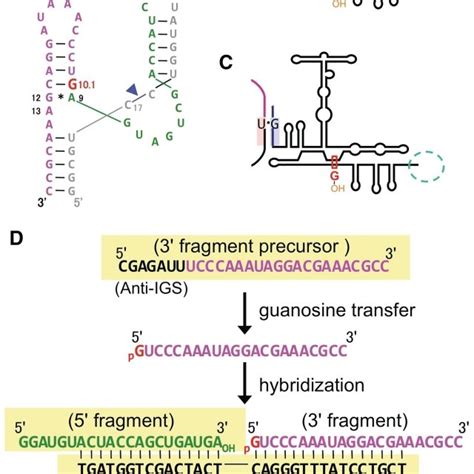 Secondary Structures Of A Hammerhead Ribozyme And Tetrahymena Group I