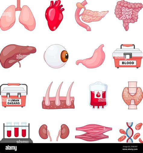 Donate Organs Icons Set Cartoon Vector Donor Organ Body Liver Health