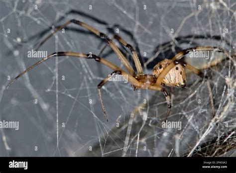 Brown Widow Spider Latrodectus Geometricus Im Netz In Houston Tx