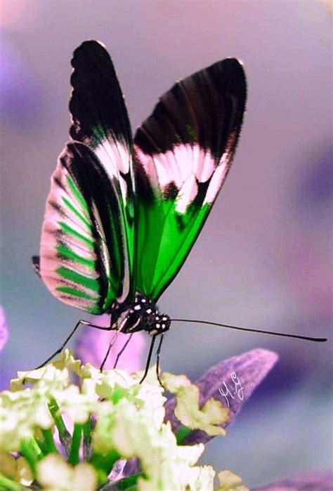 Farfalla Beautiful Butterfly Pictures Butterfly Species Beautiful