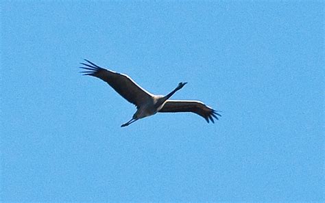 Migration de grues cendrées