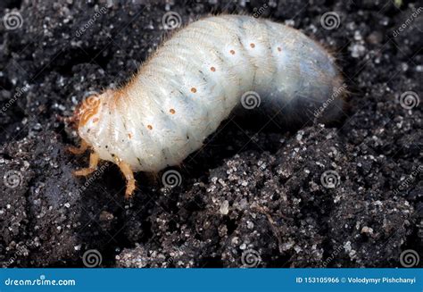 White Chafer Grub Against The Background Of The Soil Larva Of The May