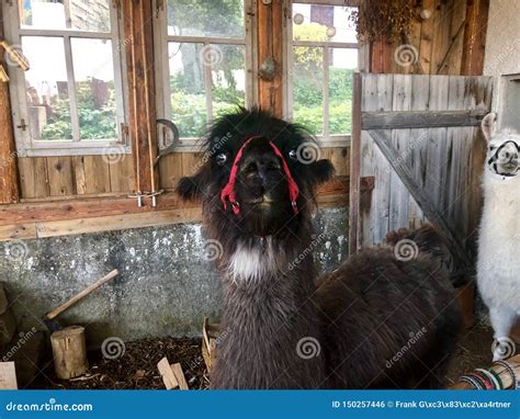 Llamas In Their Shed Stock Photo Image Of Mountain 150257446