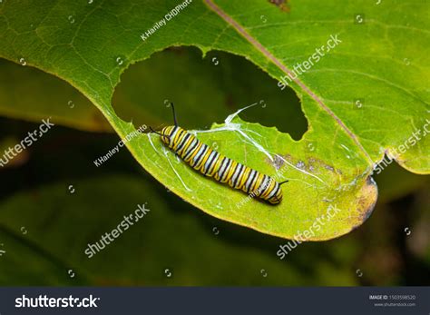 24505 Caterpillar Eating Leaf Images Stock Photos And Vectors