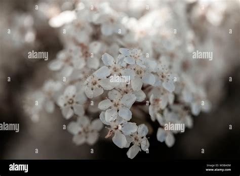 White blossom cherry tree Stock Photo - Alamy