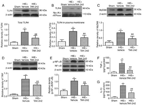 TaK 242 inhibits protein expression levels of the Tlr4 Myd88 TriF nF κB